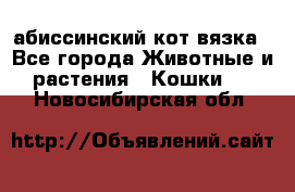 абиссинский кот вязка - Все города Животные и растения » Кошки   . Новосибирская обл.